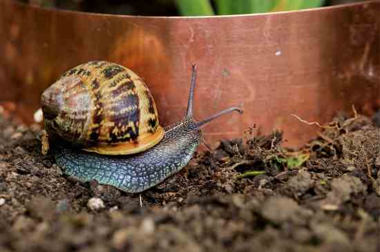 Slugs and snails can reach the balcony, carried up on pots or in old compost, and, once established, can be real pests even several stories up.